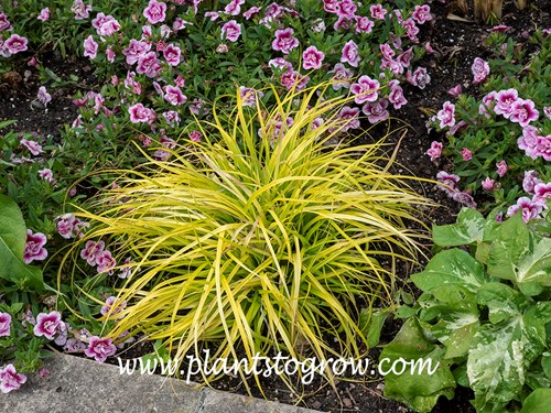 Everillo Sedge (Carex oshimensis)